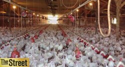 Amerikom hara ptičja gripa, u Iowi pobijeni milijuni peradi