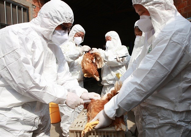 Velika eutanazija pataka u Francuskoj zbog ptičje gripe
