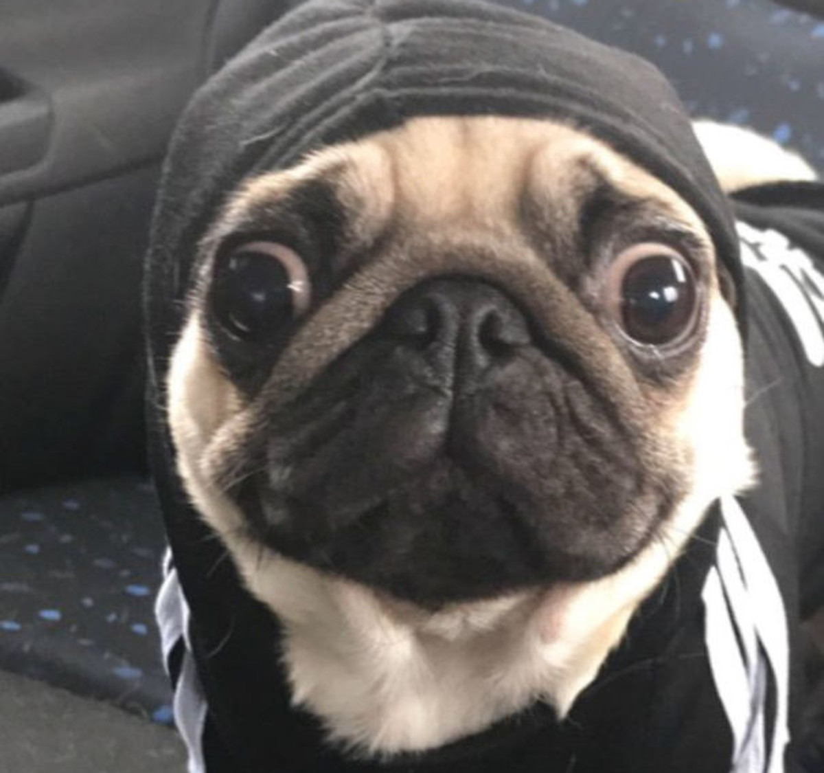 FOTO Ovaj preslatki mops ne napušta svoje vlasnike čak ni kada obavljaju nuždu