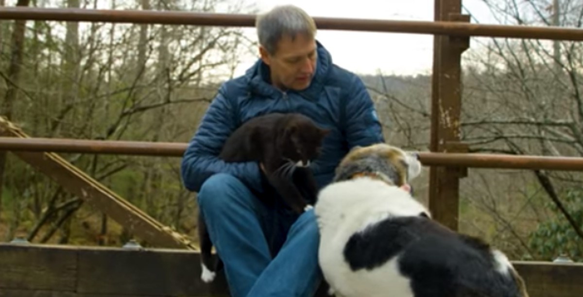 VIDEO Pas i maca svojim posebnim moćima iscjeljuju veterana koji je služio u Iraku