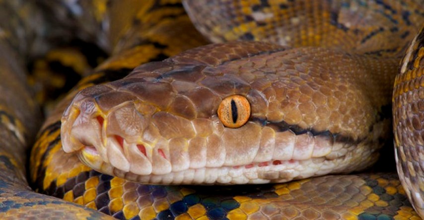 Pogledajte: Ulovili jednu od najvećih zmija na svijetu ikad!