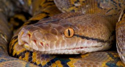 Pogledajte: Ulovili jednu od najvećih zmija na svijetu ikad!