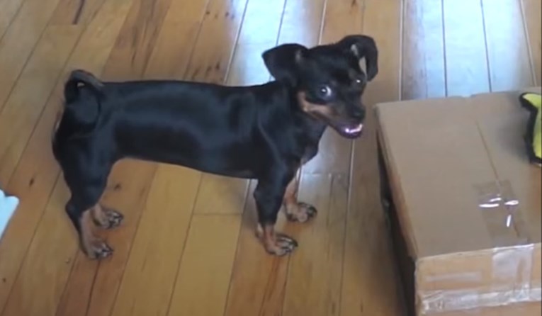 VIDEO Pas genijalac riješio je deset zagonetki i zadivio cijeli svijet