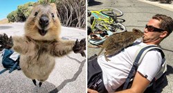 Australska quokka je slučajno naišla na biciklista, bila je to ljubav na prvi pogled!