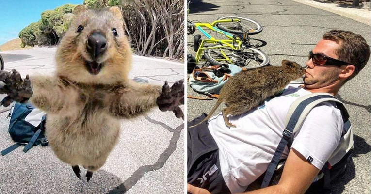 Australska quokka je slučajno naišla na biciklista, bila je to ljubav na prvi pogled!