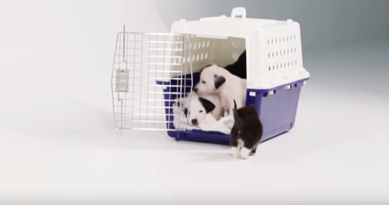 VIDEO Što se dogodi kada se prvi put sretnu psići i mačići?