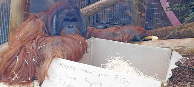 VIDEO Dirljivo i tužno: Orangutan kroz staklo ljubi trbuh trudnice