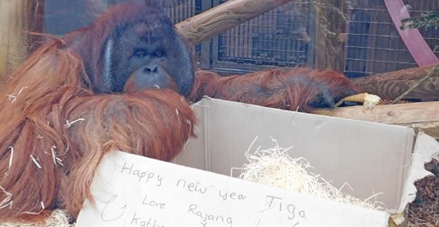 VIDEO Dirljivo i tužno: Orangutan kroz staklo ljubi trbuh trudnice