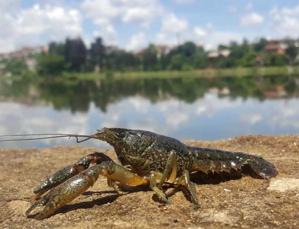 Otkriven misterij raka mutanta: Klonira se i širi svijetom, a ima ga i u Hrvatskoj