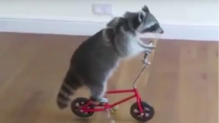 VIDEO Ovi rakuni će vam uljepšati dan