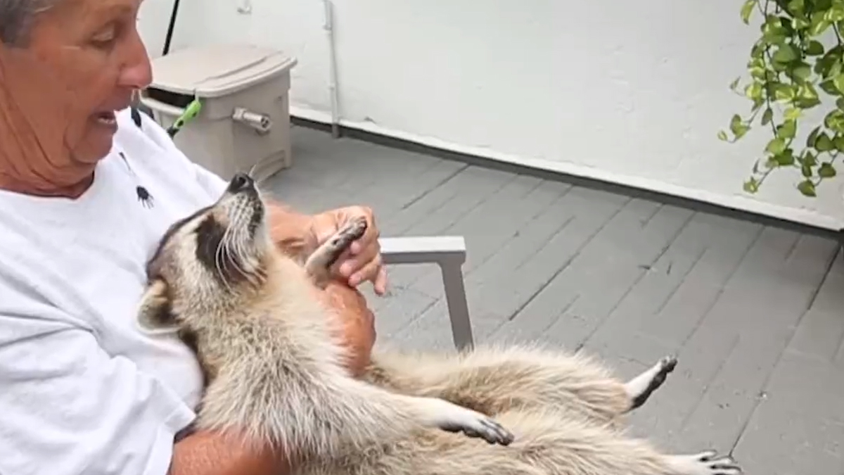VIDEO Ovaj rakun ima oštećenje mozga, ali ova divna žena ne odustaje od njega
