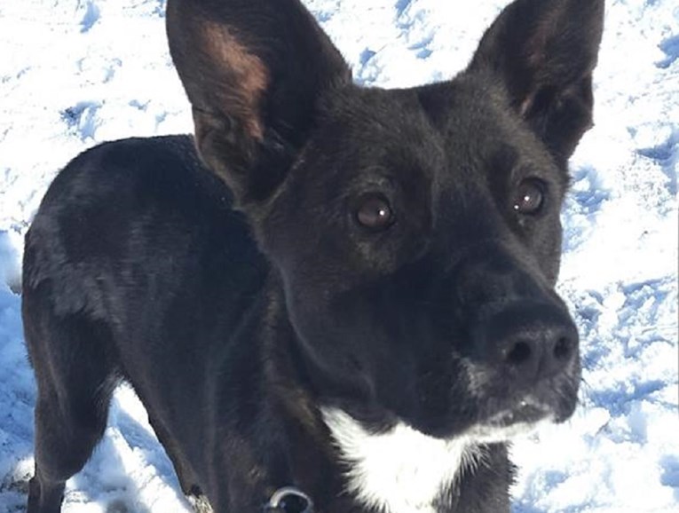 Nevjerojatna priča: U Dumovcu pronašle psa za kojeg su dva mjeseca mislile da je mrtav
