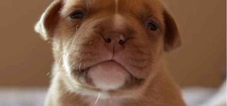 VIDEO Pronašla je genijalan način za hranjenje psića starog samo tri dana