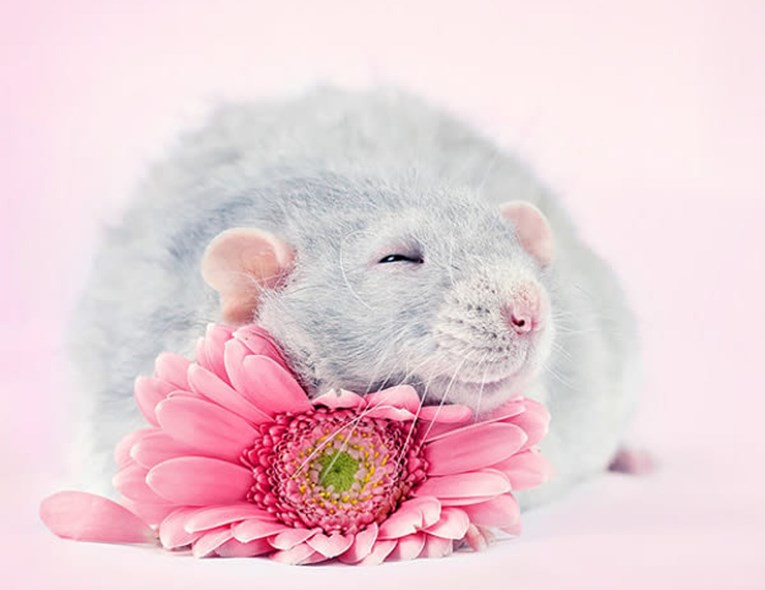 FOTO Nekoliko je godina fotkala štakore kako bi svijetu dokazala da su i oni divne životinje