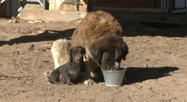 Maleni jazavčar spasio svoju puno veću prijateljicu bernardinku