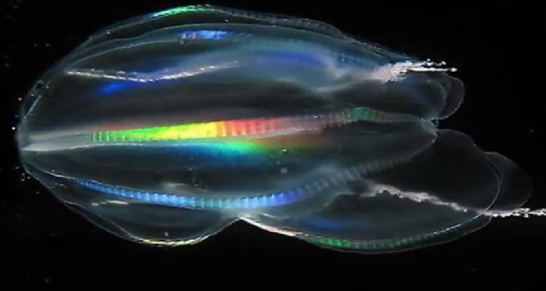 VIDEO Povijesno otkriće: Sve životinje na Zemlji potječu od meduze