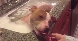 VIDEO Spašeni pit bull uživa u svojom prvom kupanju