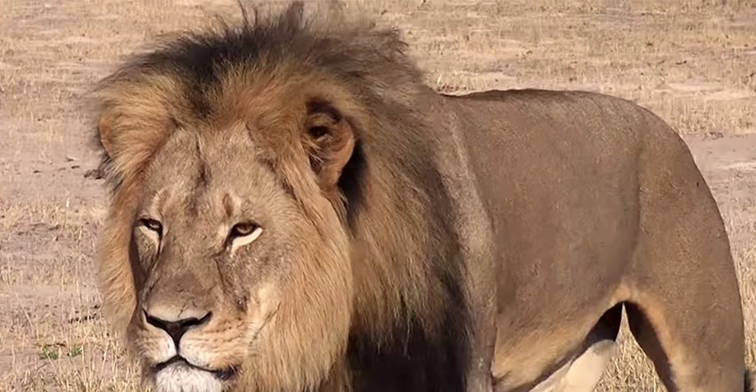 VIDEO Lovci na trofeje ubili mladunče legendarnog lava Cecila