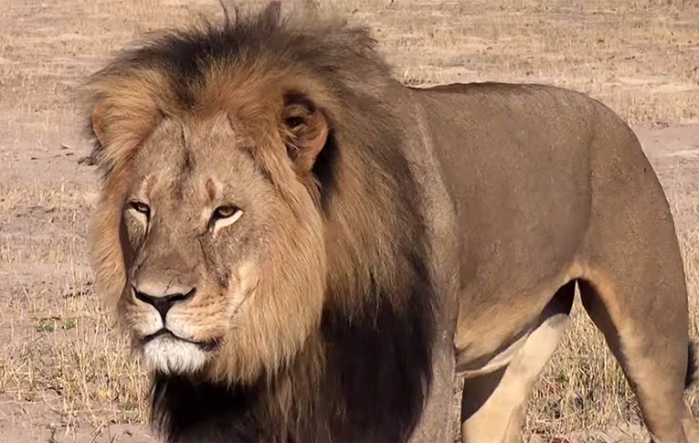 VIDEO Lovci na trofeje ubili mladunče legendarnog lava Cecila