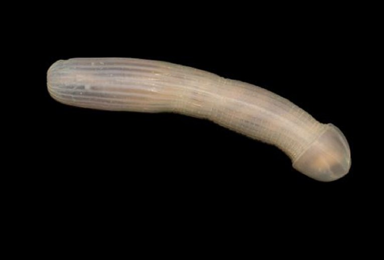 FOTO Iz morskih dubina izvukli stvorenje koje izgleda kao ogromni penis