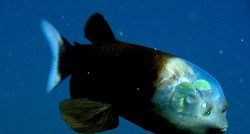 Stvorenje iz morskih dubina: Je li ovo najneobičnija riba na svijetu?