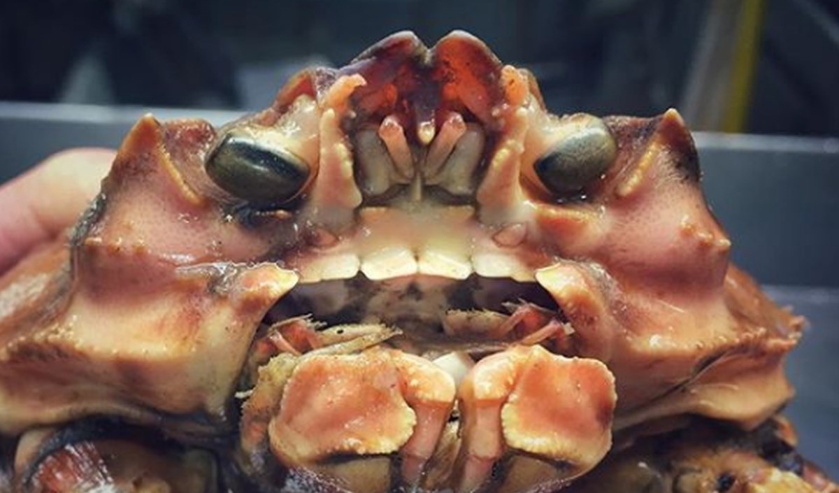 FOTO Ruski ribar pokazao kako izgledaju misteriozna stvorenja iz najvećih morskih dubina