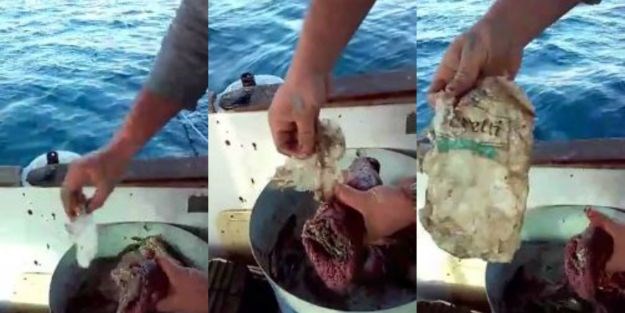 VIDEO U ribi ulovljenoj u našem akvatoriju našli su strahote od kojih će vam se dignuti želudac