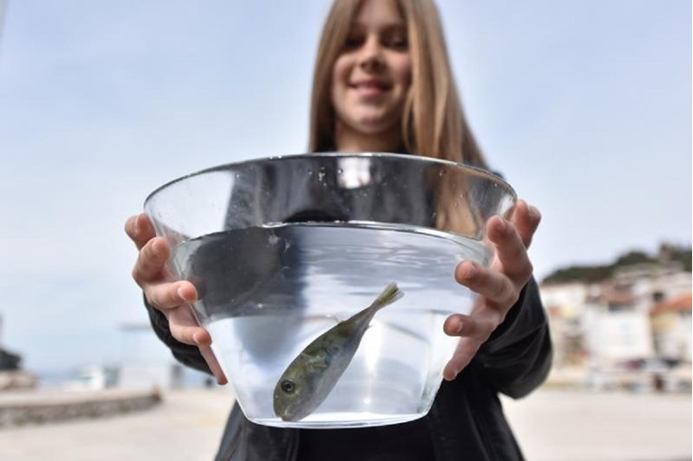 FOTO Djevojčica u Tribunju uhvatila jednu od najotrovnijih riba na svijetu