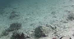 Podvodna kamera kod Šibenika: Odsad možete uživo pratiti podmorski svijet