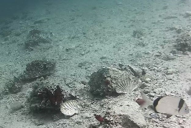 Podvodna kamera kod Šibenika: Odsad možete uživo pratiti podmorski svijet