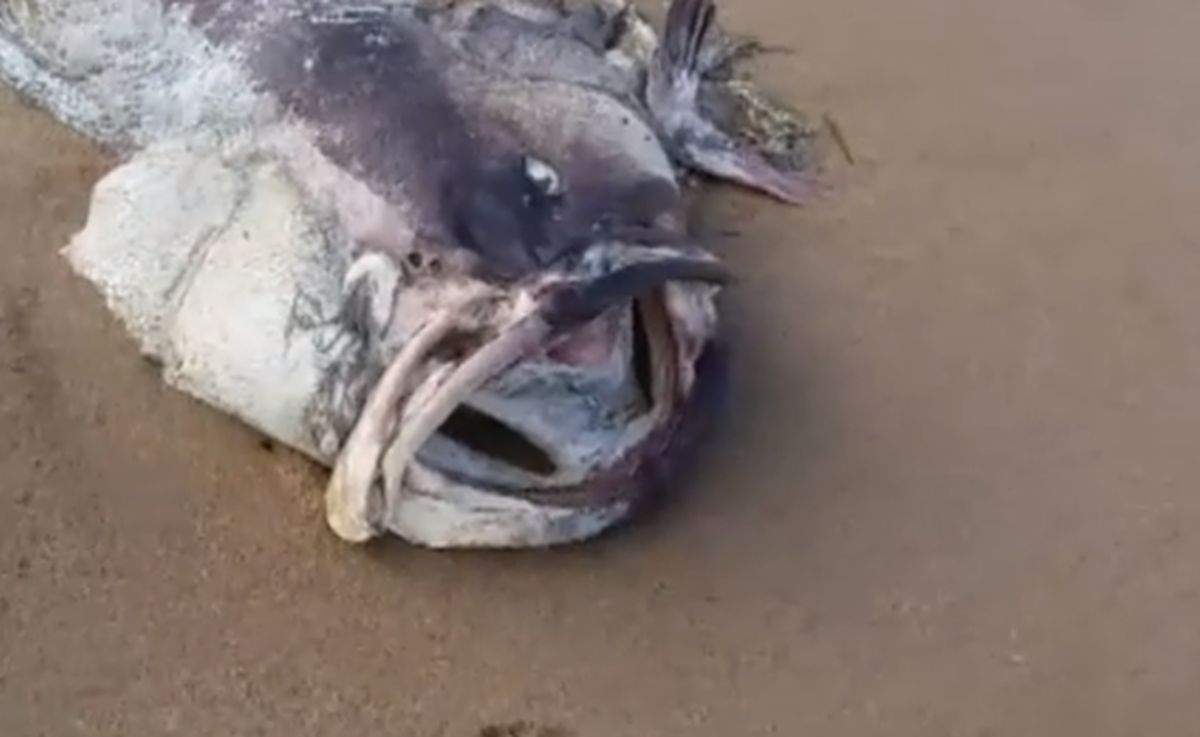 More izbacilo ogromnu neman na plažu: "Ima najmanje 150 kila, nikad nisam vidio nešto slično"