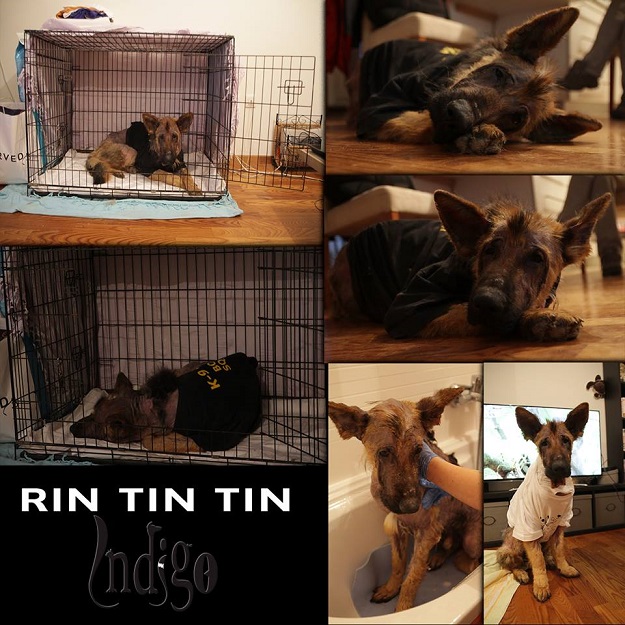 Hitno: Rin Tin Tin treba vašu pomoć!