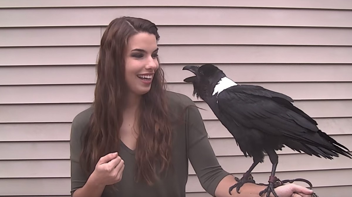 VIDEO Ovaj gavran ima nevjerojatnu sposobnost govora kojom će vas zadiviti