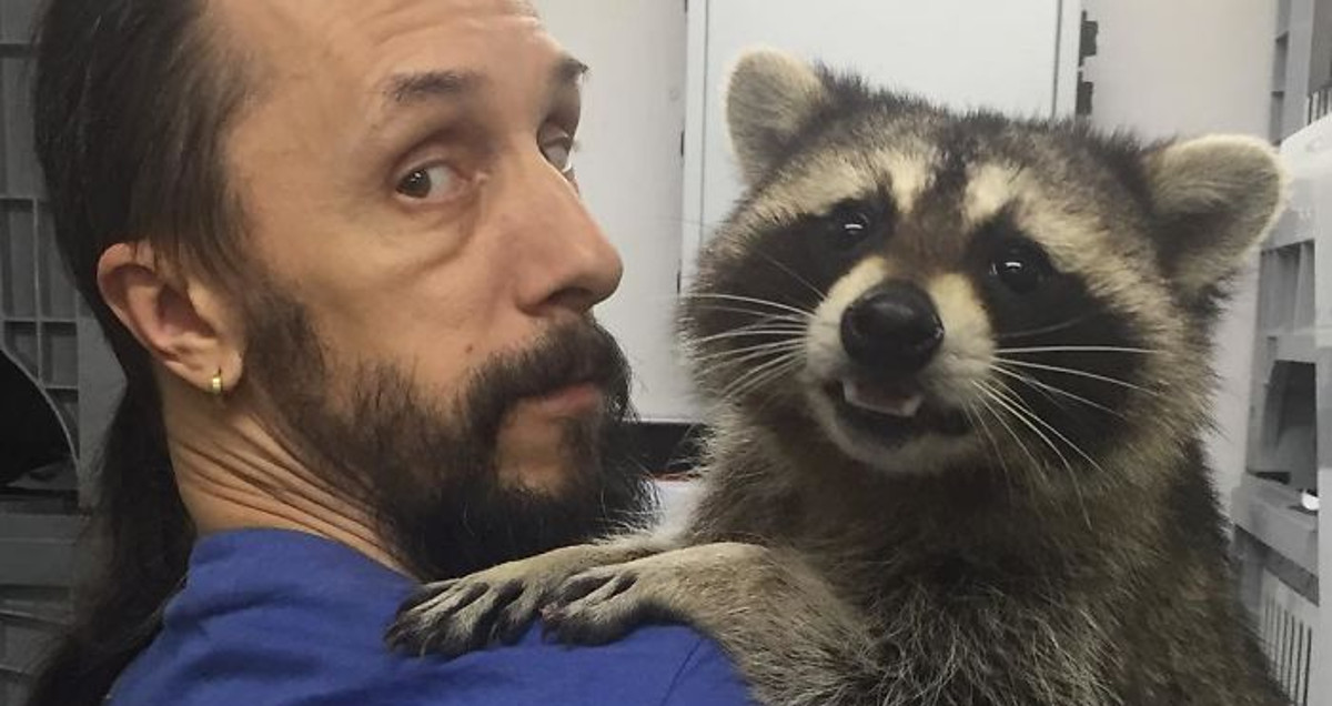 Ovaj rakun živi u veterinarskoj stanici i pomaže bolesnim životinjama na najslađi način
