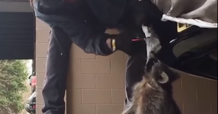 VIDEO Čovjek je spasio život rakunu koji se gušio u garaži