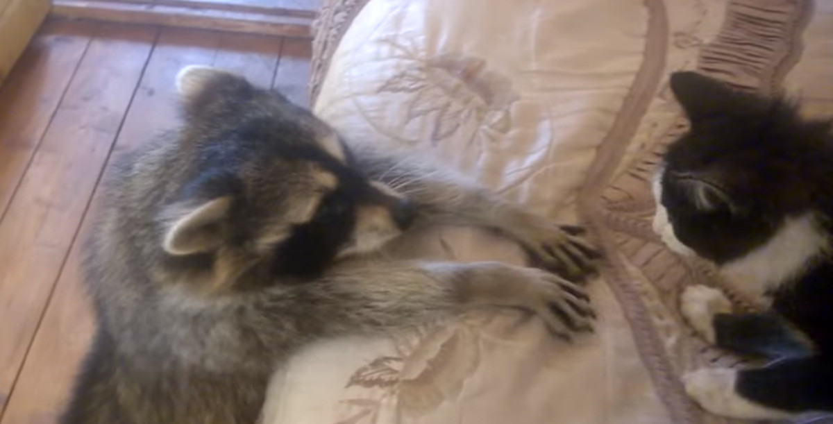 VIDEO Smiješni rakun se očajnički želi sprijateljiti s macom, no ona nije zainteresirana