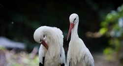 Svjetski dan ptica selica u zoo vrtu: Saznajte zanimljivosti o rodama, lastavicama, grlicama...