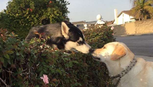 FOTO Njih dvoje se vole: Romeo i Julija na pseći način!