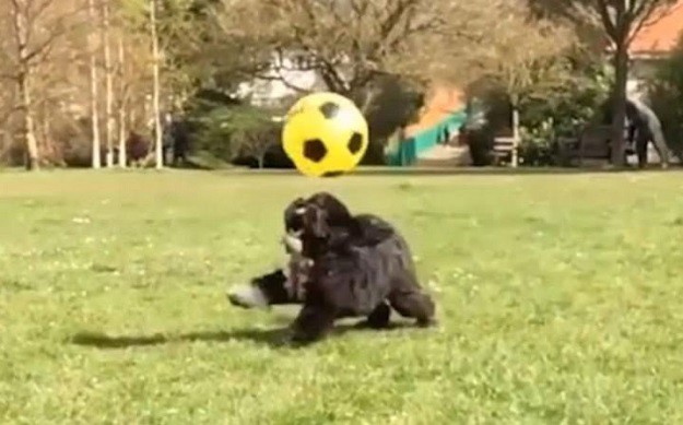 Uspoređuju ga s Ronaldom: Je li ovo najbolji nogometaš među psima?