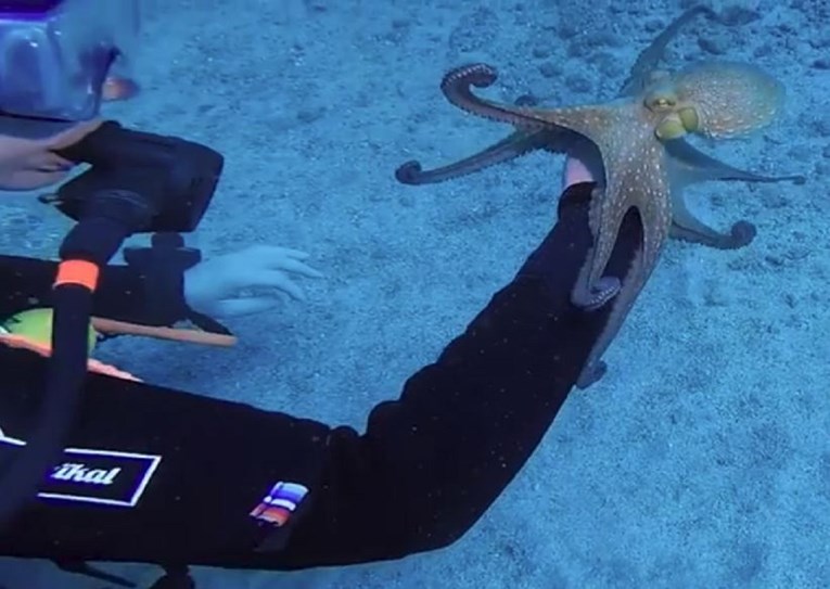 VIDEO Hobotnica joj se uhvatila za ruku, ono što se dogodilo poslije mnoge je iznenadilo