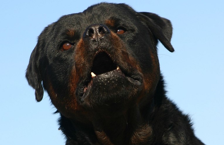 Prestrašena Istranka: "Susjedov rotvajler rastrgao mi je psa, ovo je već treći put"