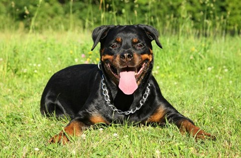 koje su pasmine napravile rottweilera