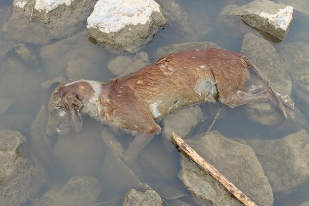 Uznemirujuće fotografije: Monstrum kod Velike Gorice ubio pse i pobacao ih u kanal, jednog čak i zapalio