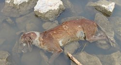 Uznemirujuće fotografije: Monstrum kod Velike Gorice ubio pse i pobacao ih u kanal, jednog čak i zapalio