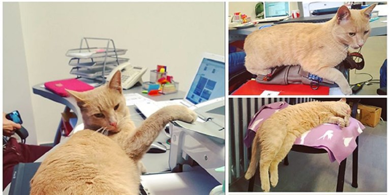 Ovaj mačak ima privilegiju spavati u direktorskoj fotelji