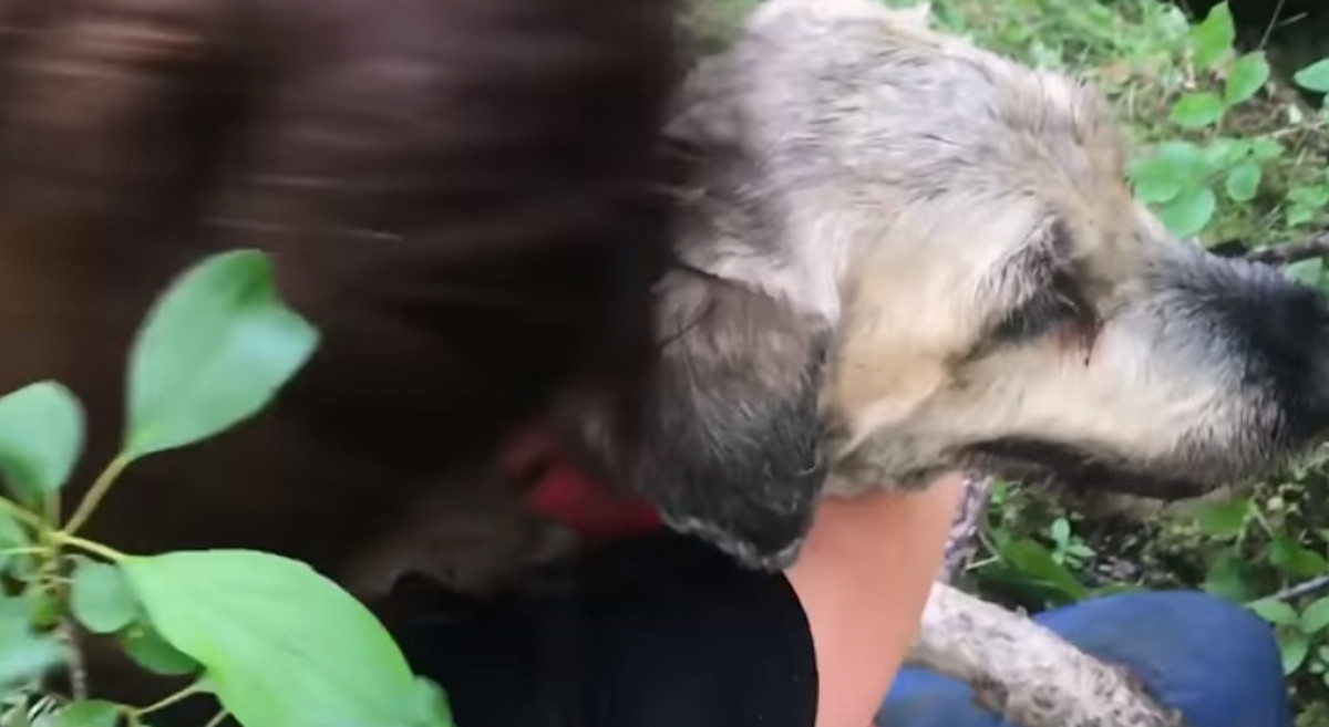 VIDEO Pas je nestao, a nakon trideset dana pronašli su ga na najgorem mjestu