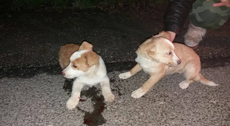 BISTRA Pronađeni psići koje je udario auto, hitno im treba vaša pomoć