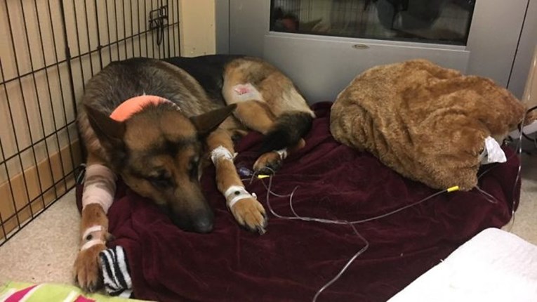 Hrabri pas zaštitio je vlasnika te zadobio teške ozljede od provalnika