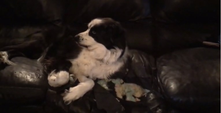 VIDEO Nestašna kujica potrgala je kauč pa na presmiješan način pokušala sakriti štetu