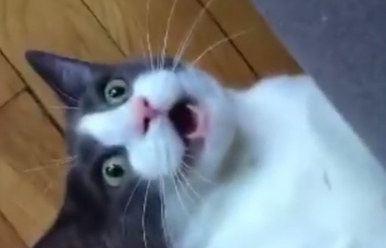 VIDEO Ova je mačka pet puta napuštena zbog toga što se nitko nije znao nositi s njezinom divljom stranom